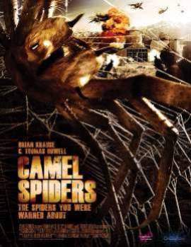 Camel Spiders