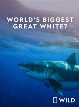 World's Biggest Great White Shark