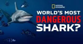 World's Most Dangerous Shark?