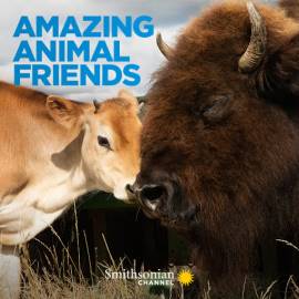 Amazing Animal Friends