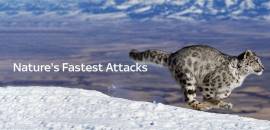 Nature's Fast Attacks