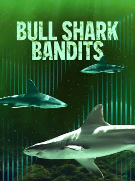 Bull Shark Bandits